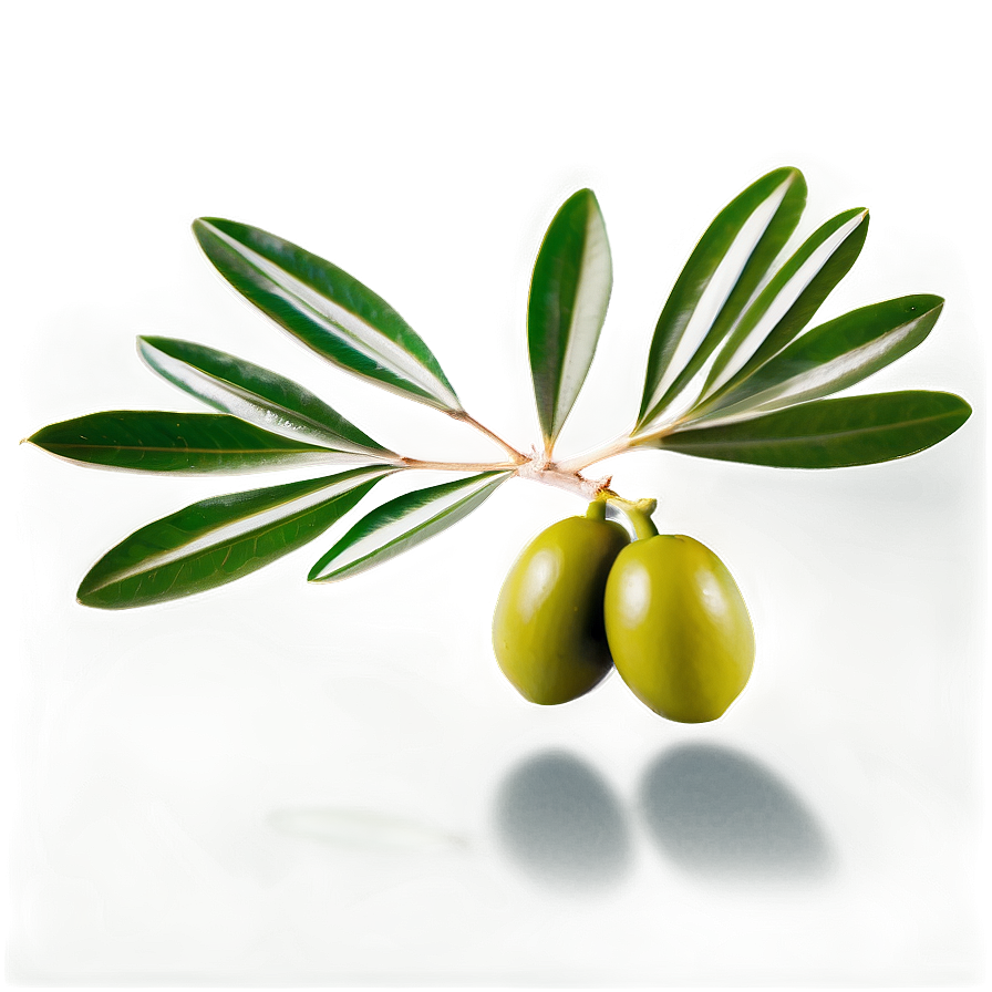 Olive Leaves Png Lkn PNG Image