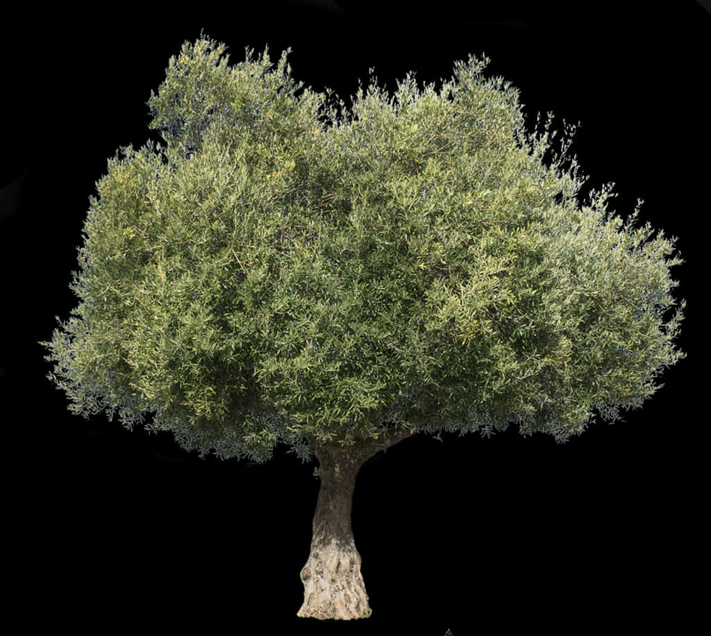 Olive Tree Isolatedon Black PNG Image