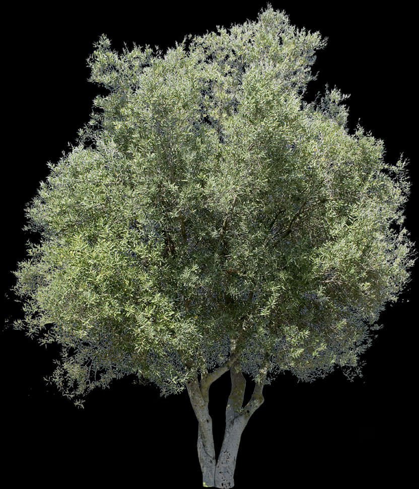 Olive Tree Isolatedon Black Background PNG Image