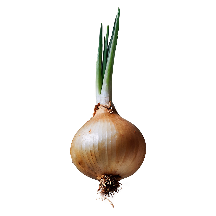 Onion Bulb Growing Png Xhg PNG Image