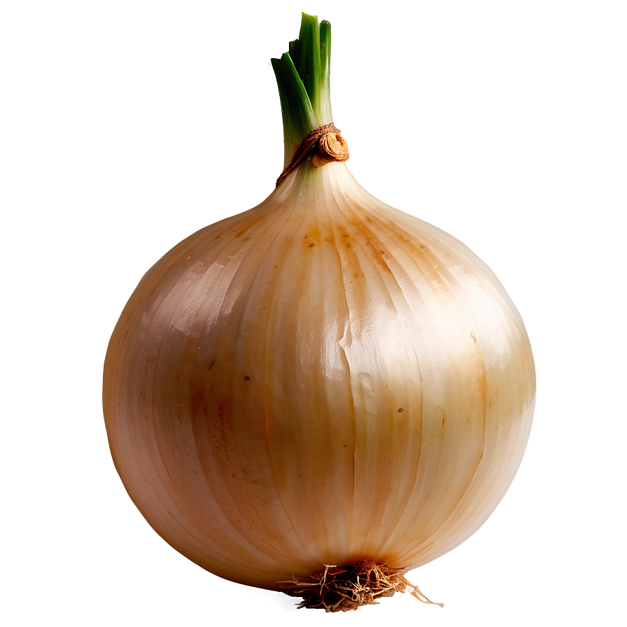 Onion C PNG Image