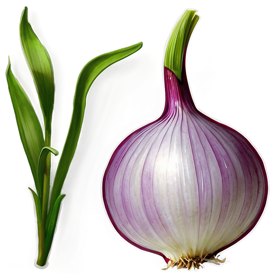 Onion Plant Illustration Png 06122024 PNG Image