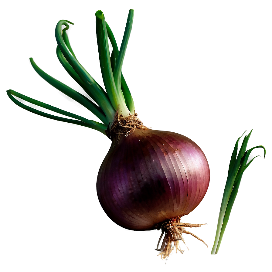 Onion With Roots Png 91 PNG Image