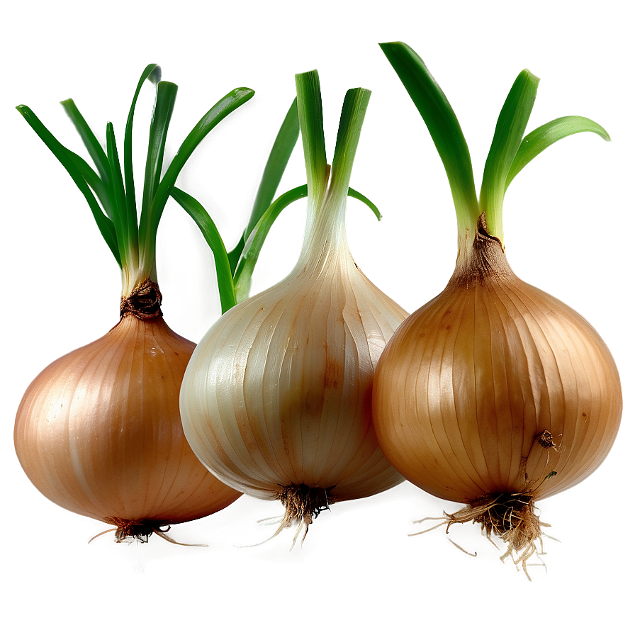 Onion With Roots Png Usi PNG Image