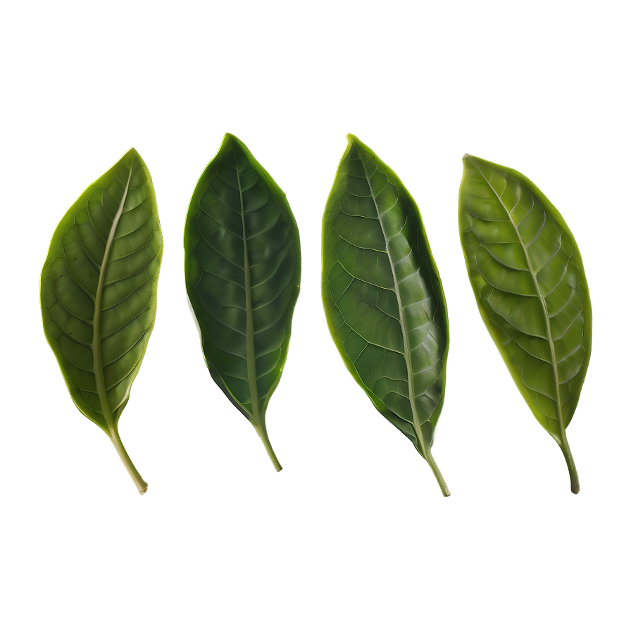 Oolong Tea Leaf Png Goh PNG Image