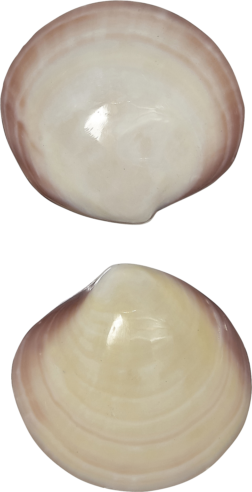 Open Clam Shell Isolated PNG Image