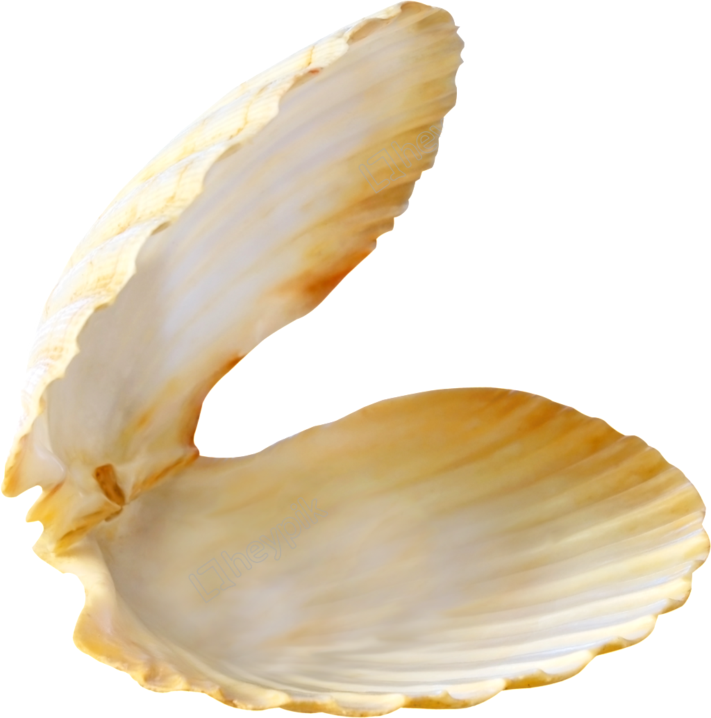 Open Clam Shell Isolated PNG Image