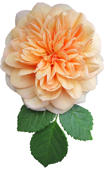 Orange Bloom Transparent Background PNG Image