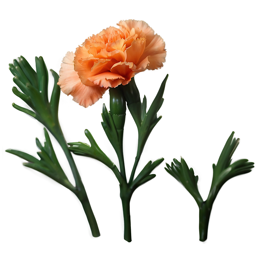 Orange Carnation Love Png 06122024 PNG Image