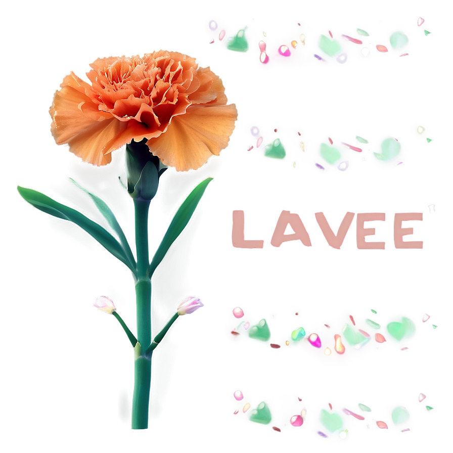 Orange Carnation Love Png 75 PNG Image