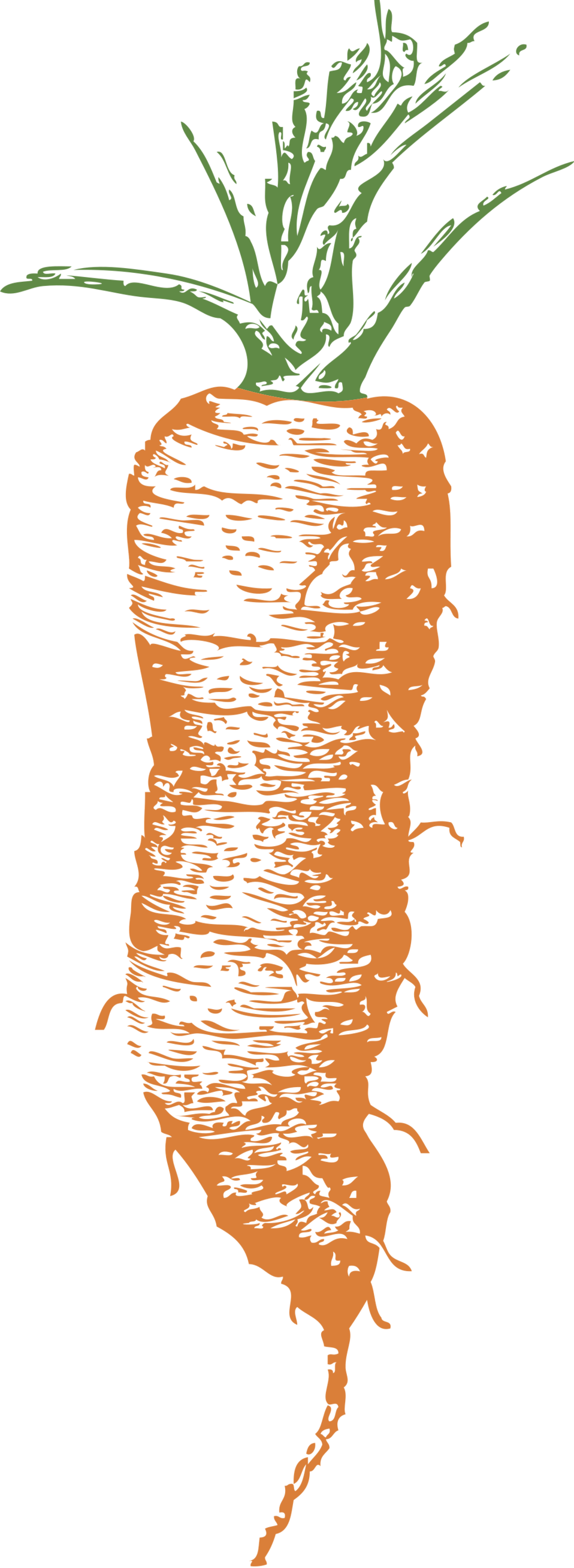 Orange Carrot Illustration.png PNG Image