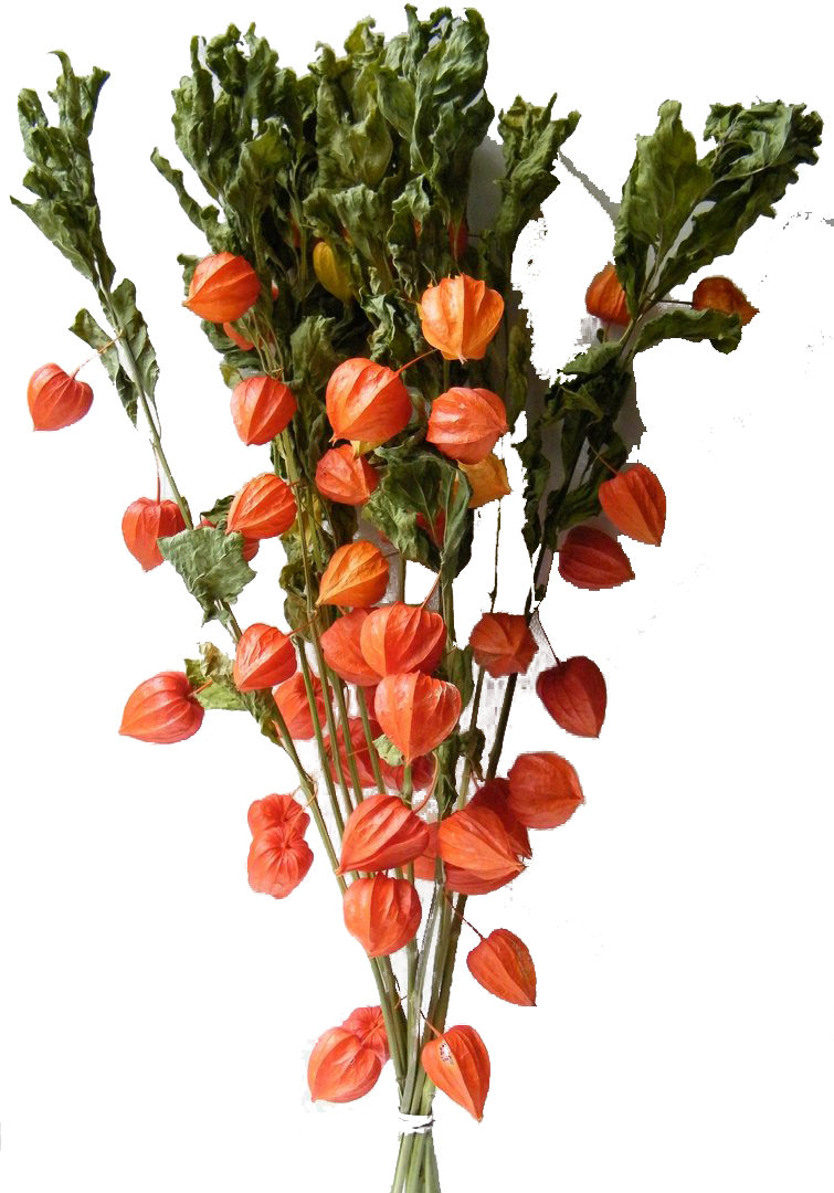 Orange Chinese Lantern Plants PNG Image