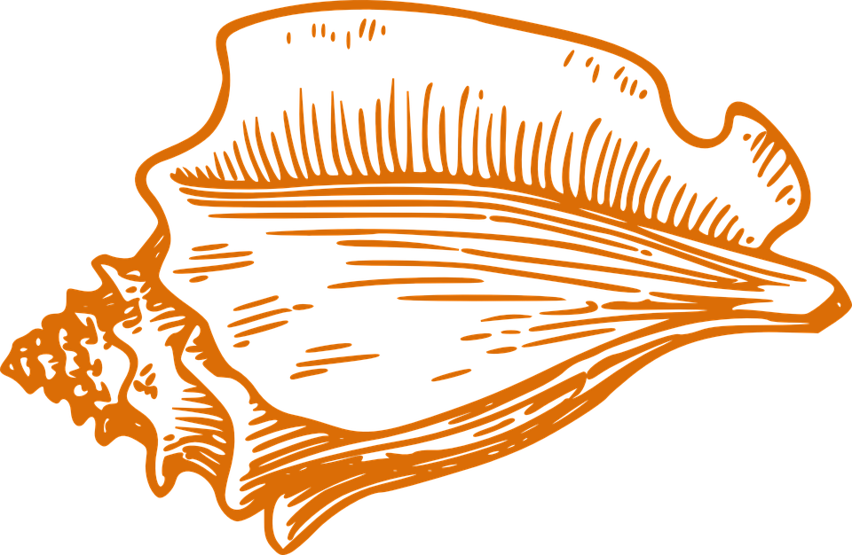 Orange Conch Outline PNG Image