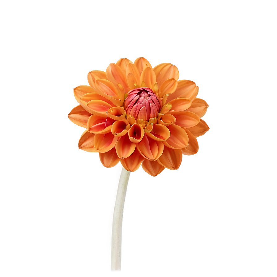 Orange Dahlia Perfection Png 06122024 PNG Image