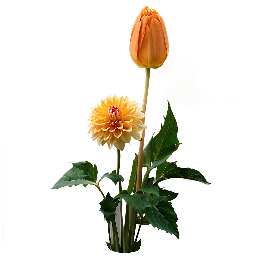 Orange Dahlia Perfection Png 2 PNG Image