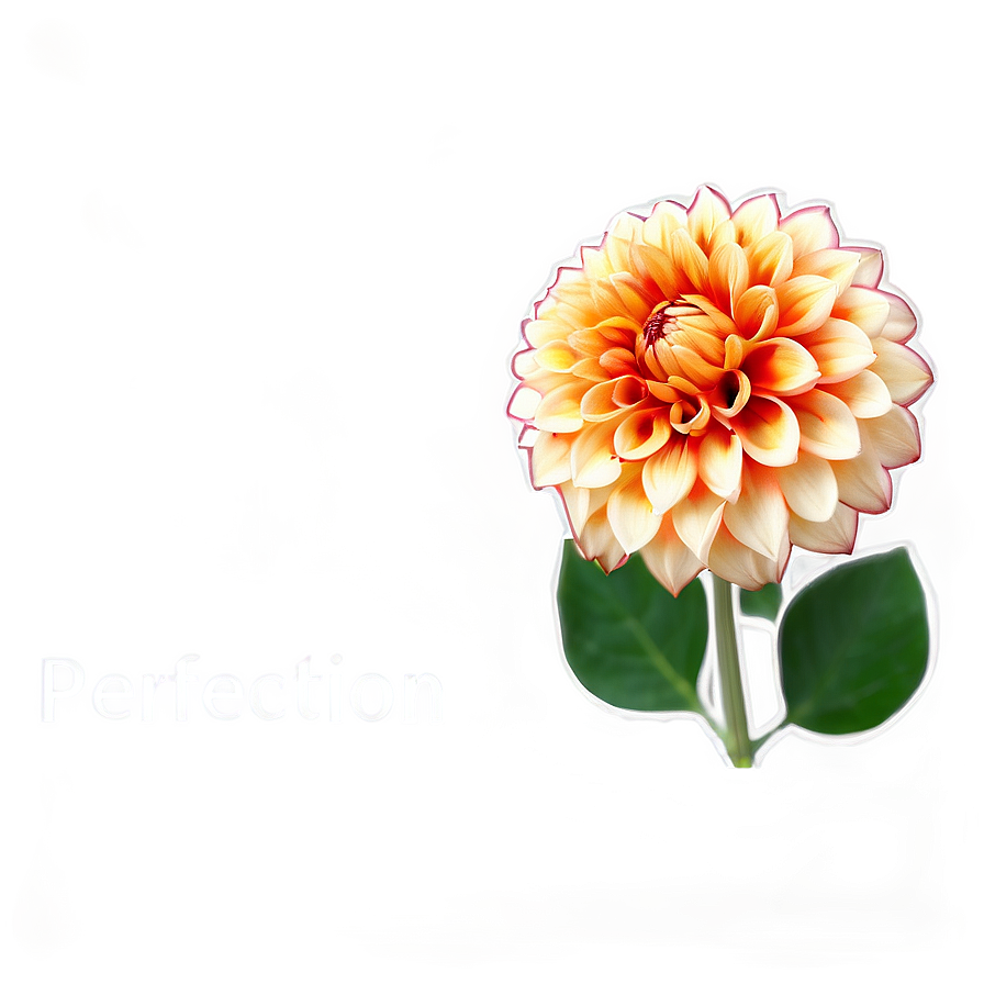 Orange Dahlia Perfection Png Jpc PNG Image