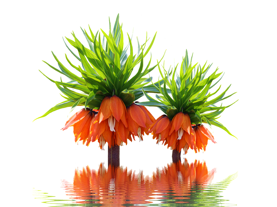 Orange Flower Green Leaves Reflection PNG Image