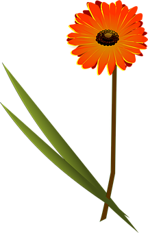 Orange Gerbera Daisy Vector PNG Image