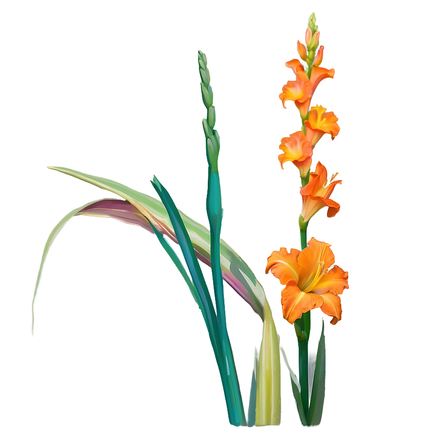 Orange Gladiolus Grace Png 06122024 PNG Image