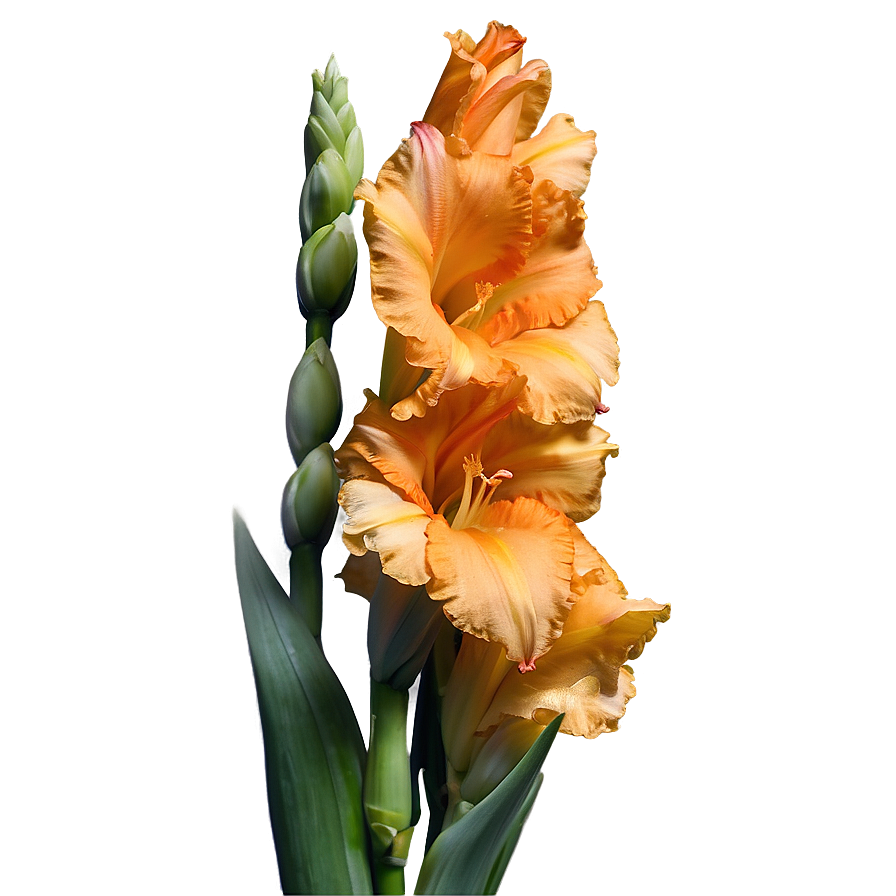 Orange Gladiolus Grace Png Csn84 PNG Image