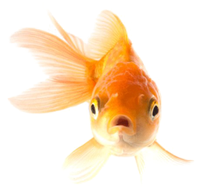 Orange Goldfish Front View Transparent Background PNG Image