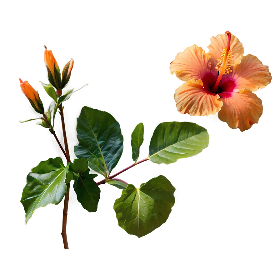 Orange Hibiscus Beauty Png Cqd PNG Image