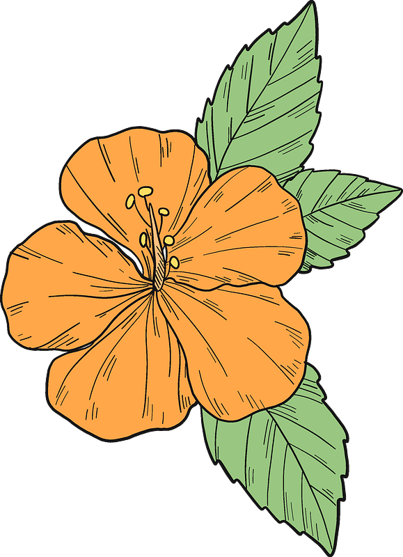 Orange Hibiscus Flower Illustration PNG Image