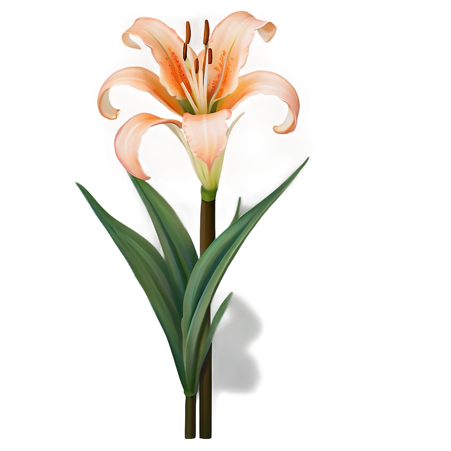 Orange Lily Elegance Png 13 PNG Image