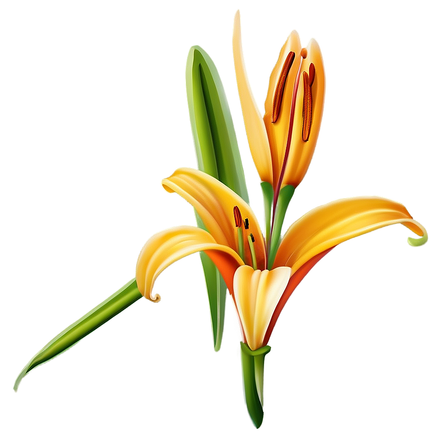 Orange Lily Flower Png 06272024 PNG Image