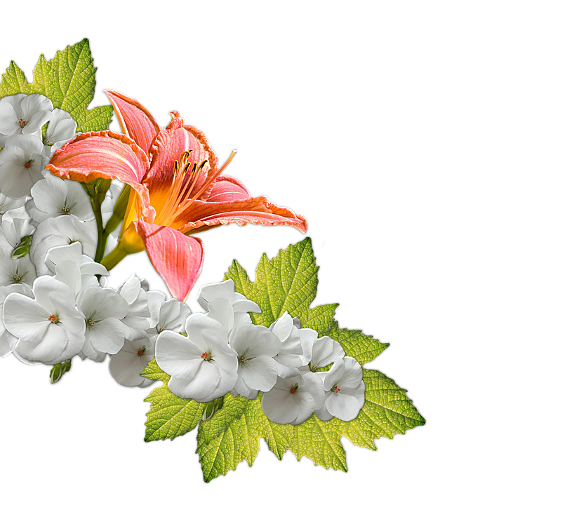 Orange Lily White Flowers Green Leaves PNG Image