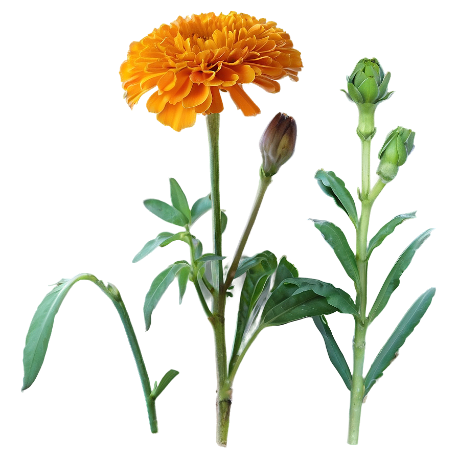 Orange Marigold Png Jya PNG Image