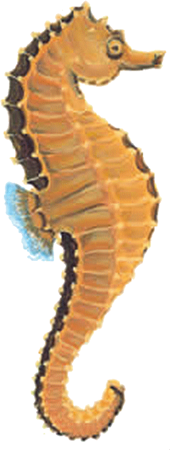 Orange Seahorse Profile PNG Image