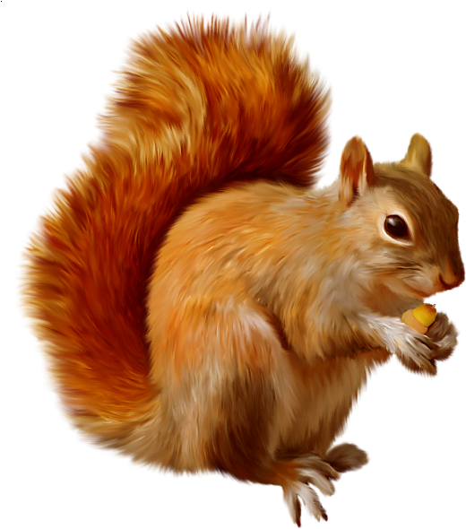 Orange_ Squirrel_ Holding_ Nut.png PNG Image