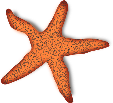 Orange Starfish Black Background PNG Image