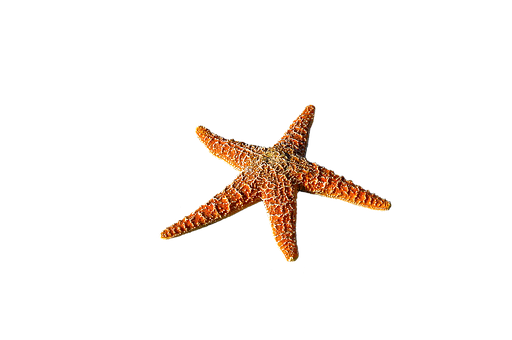 Orange Starfish Black Background PNG Image