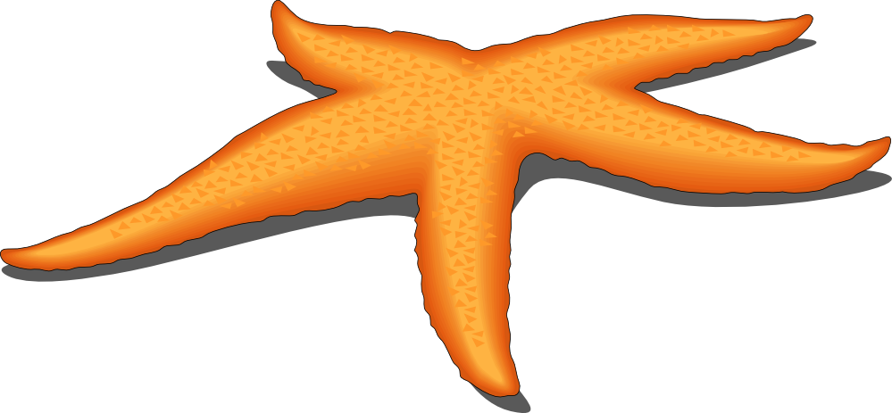 Orange Starfish Clipart PNG Image