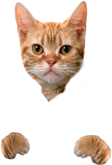 Orange Tabby Cat Head Paws PNG Image