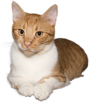 Orange Tabby Cat Portrait PNG Image