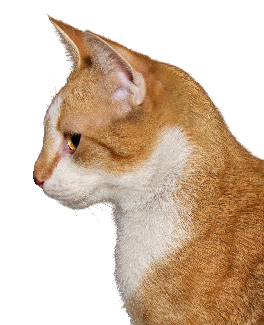 Orange Tabby Cat Profile PNG Image