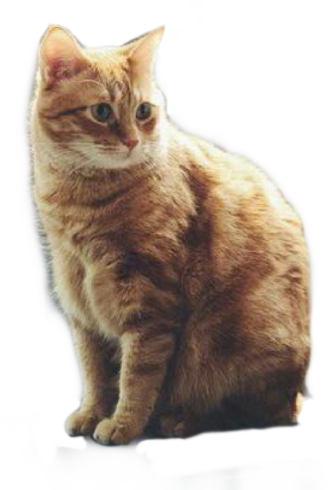 Orange Tabby Cat Sitting PNG Image