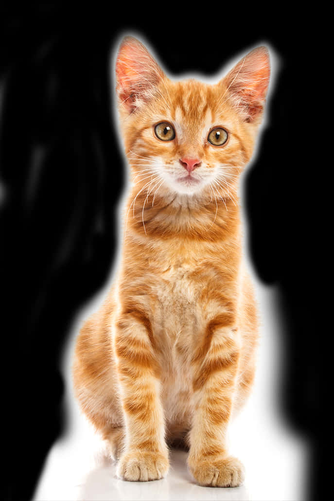 Orange Tabby Kitten Portrait PNG Image