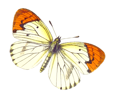 Orange Tipped Butterfly Black Background PNG Image