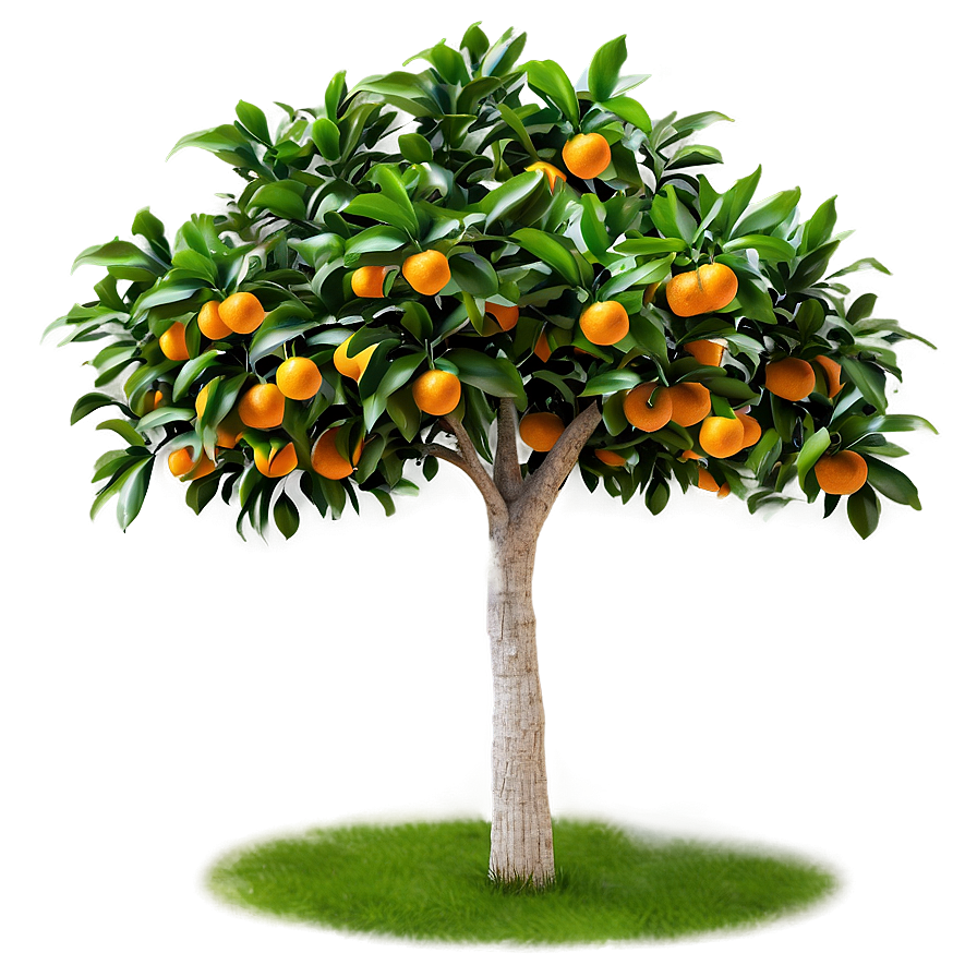 Orange Tree D PNG Image