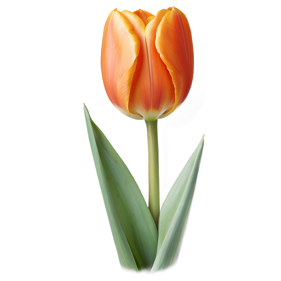 Orange Tulip Png Qxj PNG Image