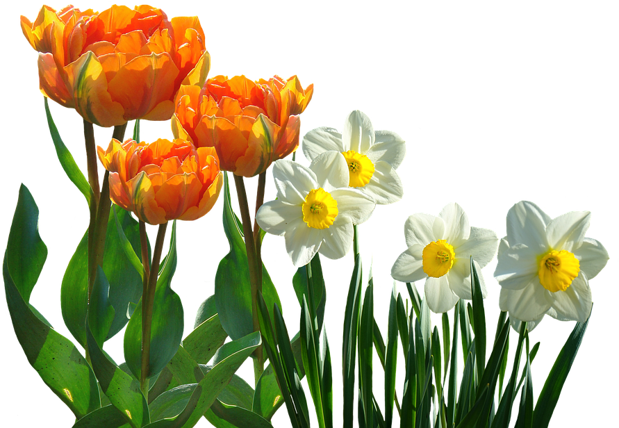 Orange_ Tulips_and_ White_ Daffodils PNG Image