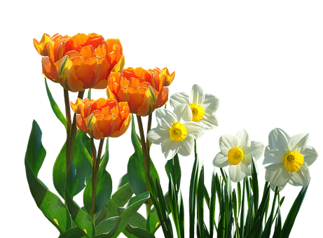 Orange_ Tulips_and_ White_ Daffodils PNG Image