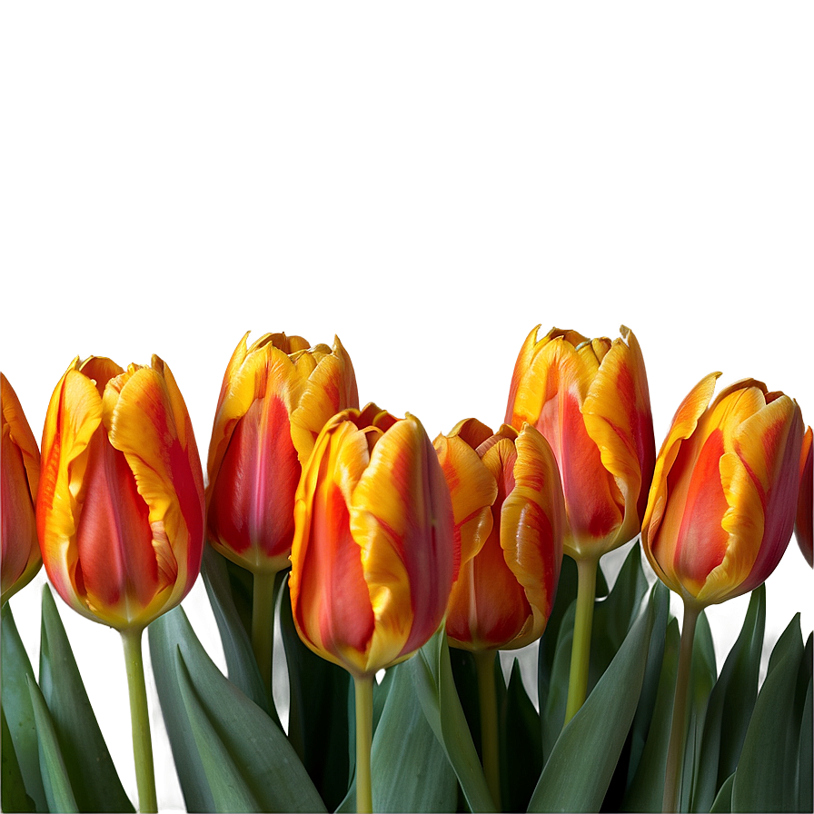 Orange Tulips Glow Png Iwj30 PNG Image