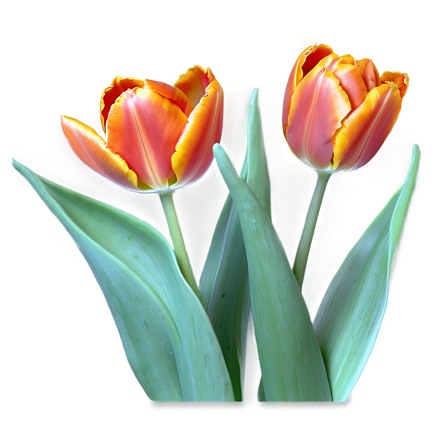 Orange Tulips Glow Png Xcr14 PNG Image