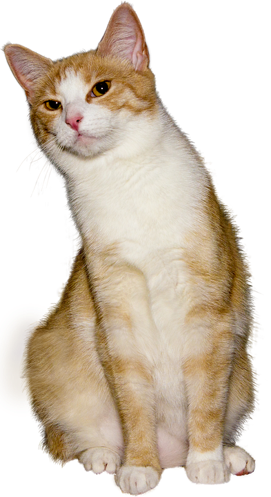 Orange White Cat Sitting Pose PNG Image