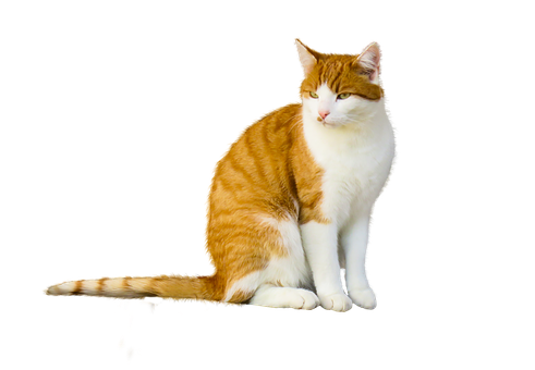 Orangeand White Cat Black Background PNG Image